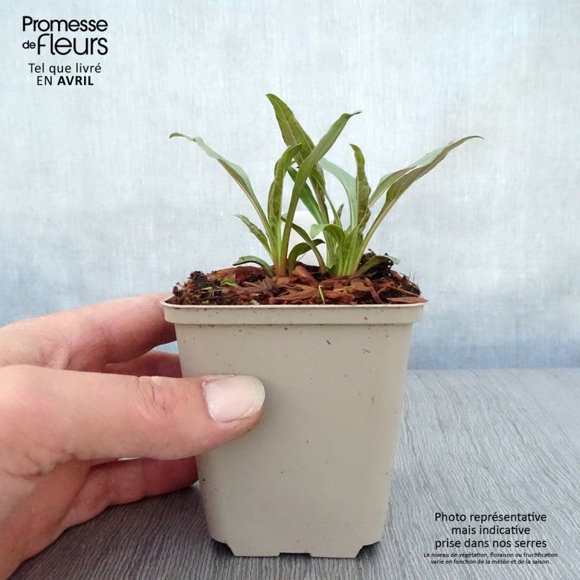 Exemplaar van Echinacea purpurea Tangerine Dream - Rode zonnehoed Kweekpotje van 8/9 cm zoals geleverd in de lente