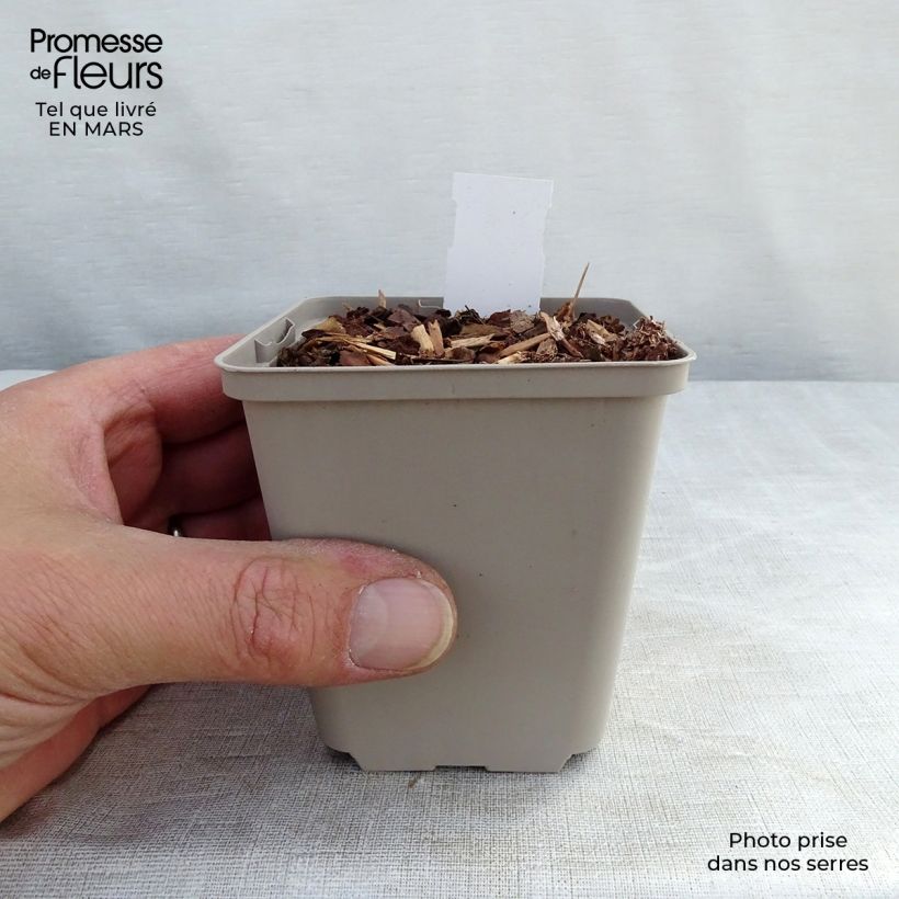 Example of Echinacea Tiki Torch - Rode zonnehoed Kweekpotje van 8/9 cm as you get in hiver