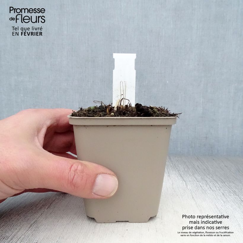 Example of Echinacea Tomato Soup - Echinacée Kweekpotje van 8/9 cm as you get in hiver