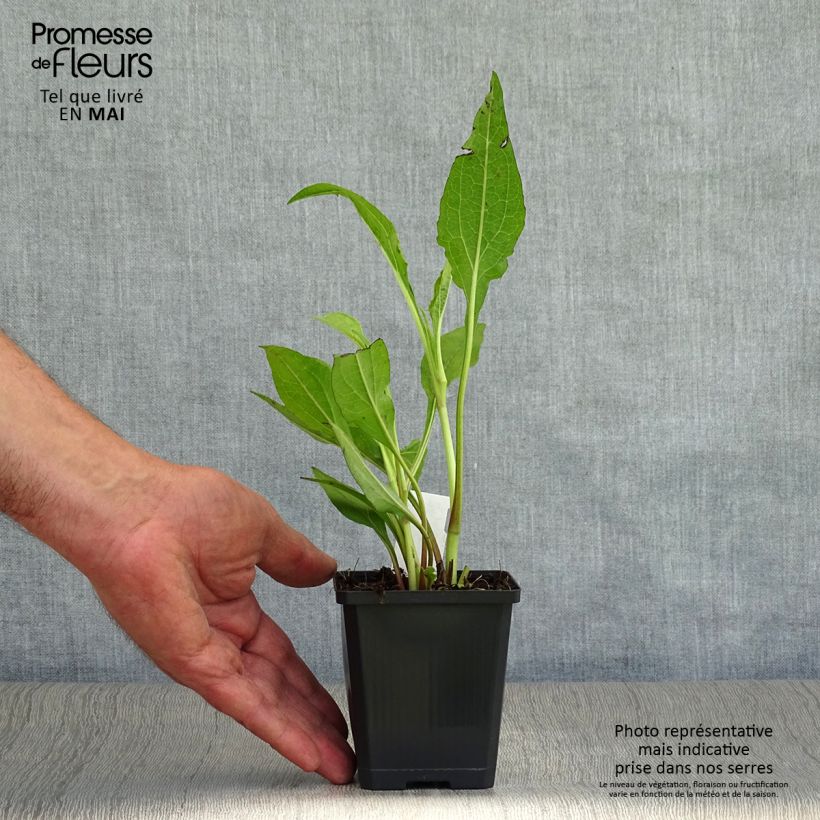 Exemplaar van Echinacea Tomato Soup - Rode zonnehoed Kweekpotje van 8/9 cm zoals geleverd in de lente