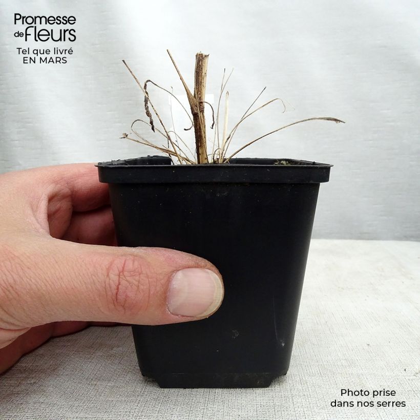 Exemplaar van Echinacea purpurea Tweety - Rode zonnehoed Kweekpotje van 8/9 cm zoals geleverd in de lente