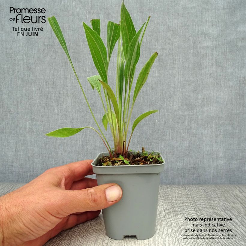 Exemplaar van Echinacea pallida - Zonnehoed Kweekpotje van 8/9 cm zoals geleverd in de zomer