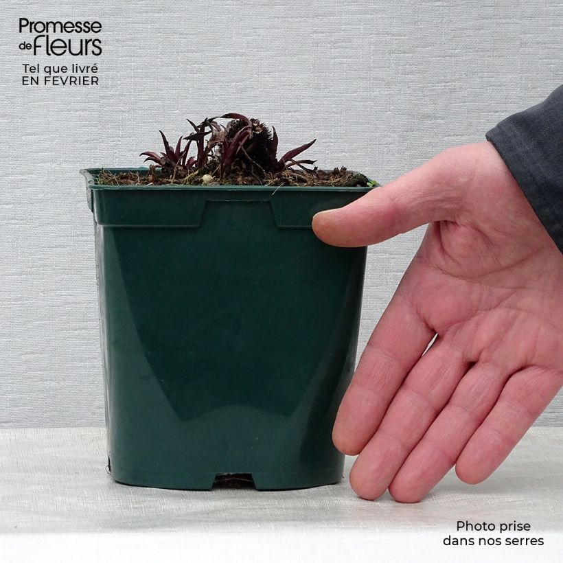 Example of Echinacea pallida - Zonnehoed Pot van 2 l/3 l as you get in hiver