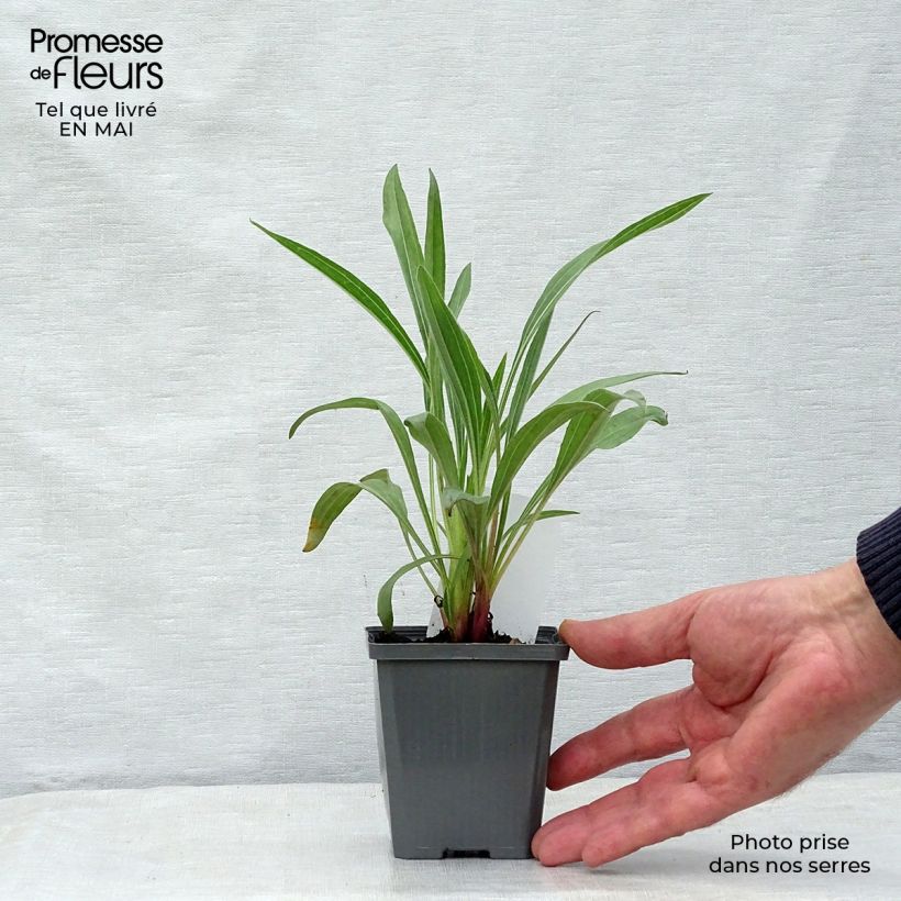 Exemplaar van Echinacea pallida - Zonnehoed Kweekpotje van 8/9 cm zoals geleverd in de lente