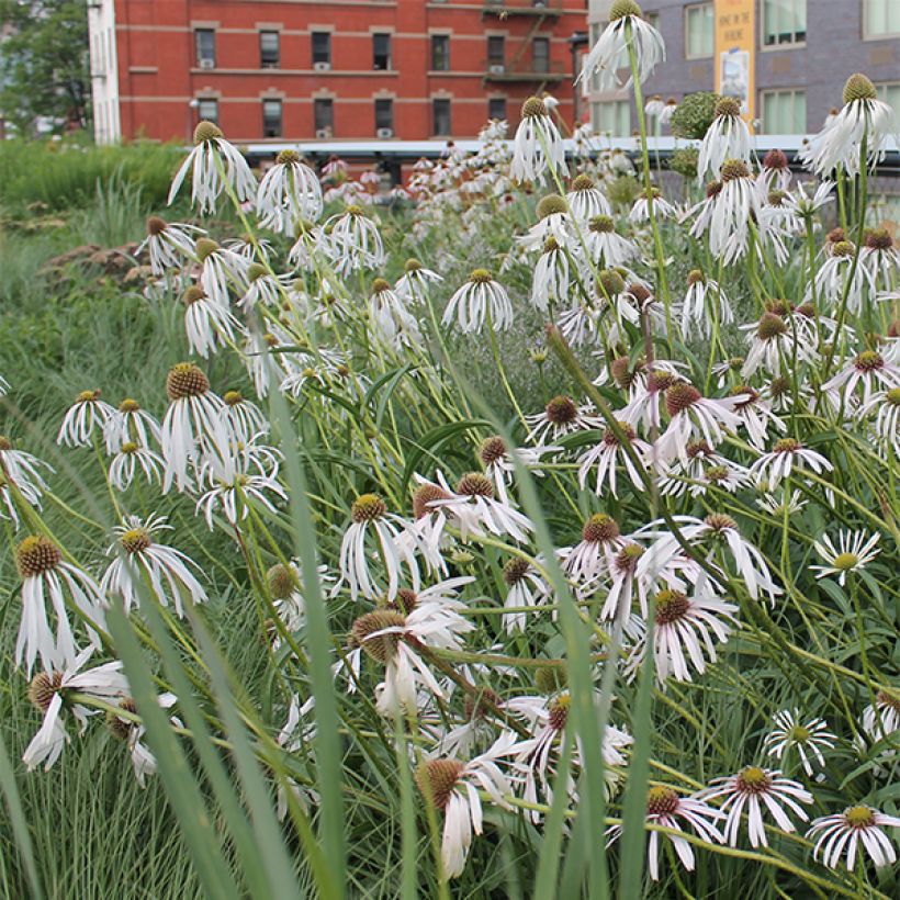 Echinacea pallida Hula Dancer - Zonnehoed (Flowering)