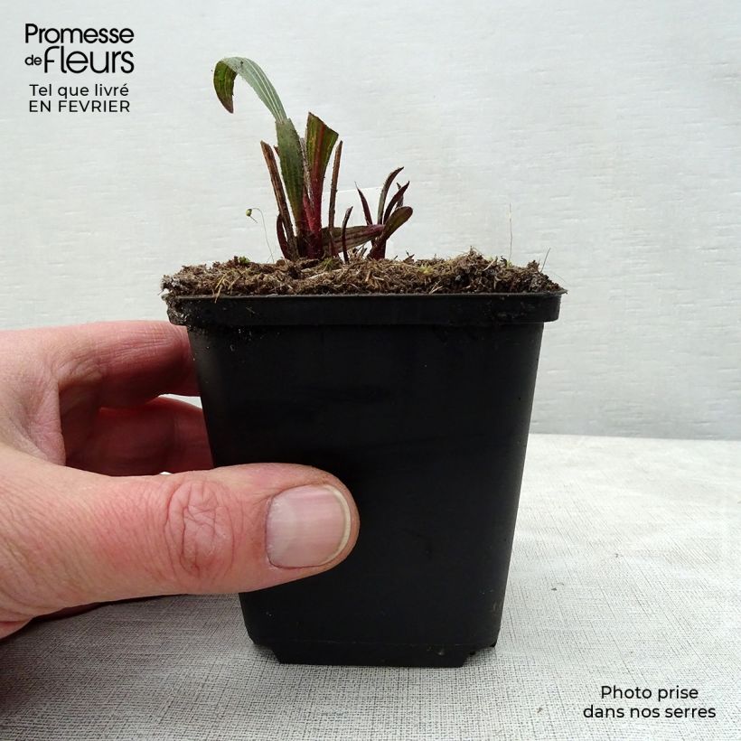 Example of Echinacea pallida Hula Dancer - Zonnehoed Kweekpotje van 8/9 cm as you get in hiver