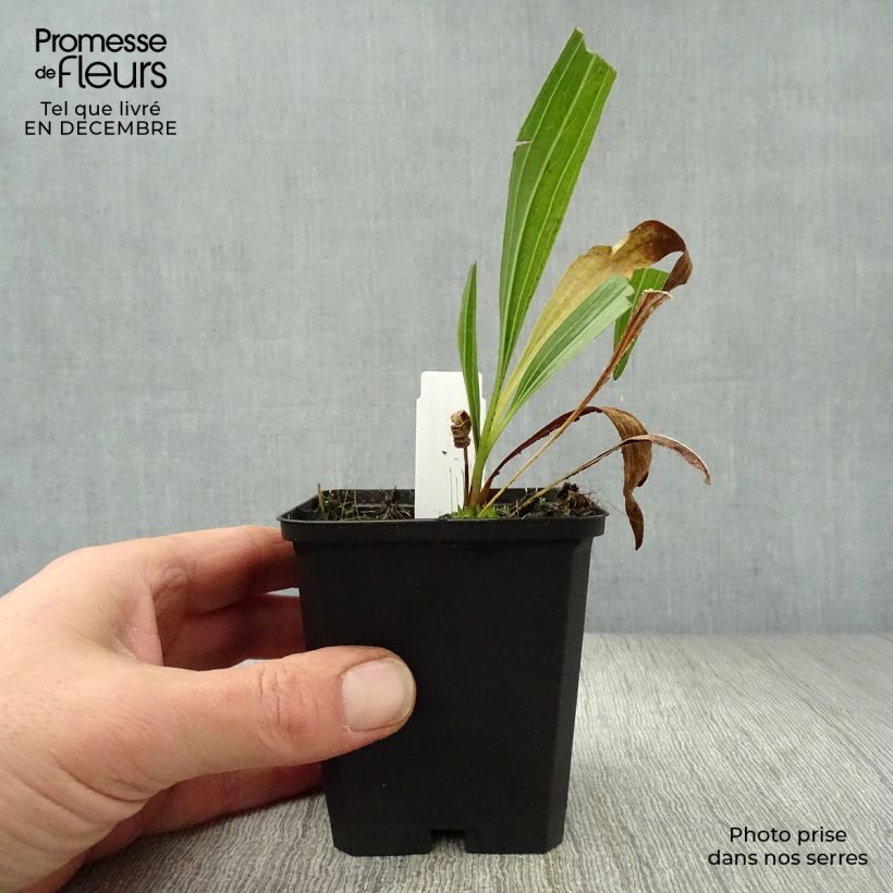 Example of Echinacea paradoxa - Gele zonnehoed Kweekpotje van 8/9 cm as you get in hiver