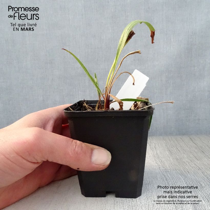 Exemplaar van Echinacea paradoxa - Gele zonnehoed Kweekpotje van 8/9 cm zoals geleverd in de lente