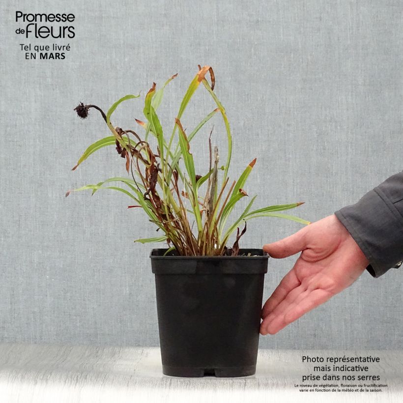 Exemplaar van Echinacea paradoxa - Gele zonnehoed Pot van 2 l/3 l zoals geleverd in de lente