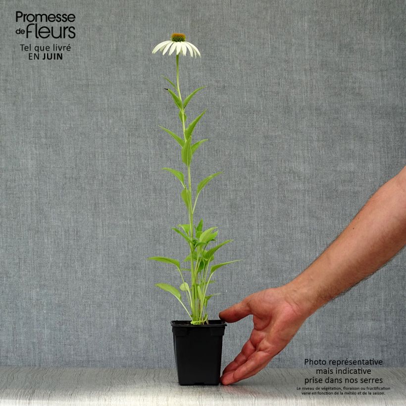 Exemplaar van Echinacea purpurea Alba - Rode zonnehoed Kweekpotje van 7/8 cm zoals geleverd in de zomer