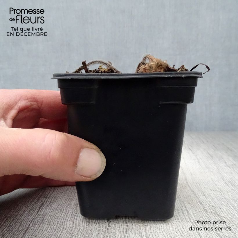 Example of Echinacea purpurea Alba - Echinacée Kweekpotje van 7/8 cm as you get in hiver