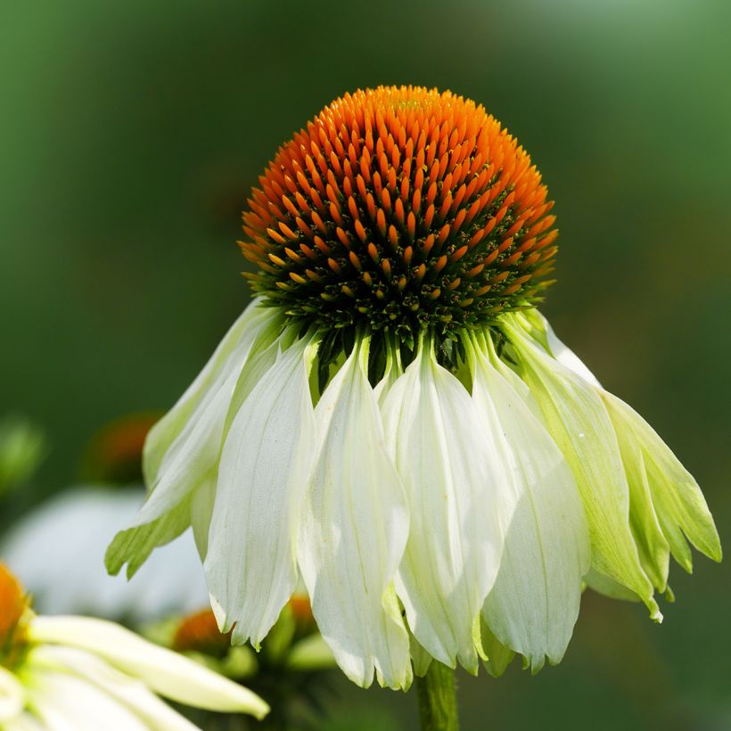 Echinacea purpurea Alba - Rode zonnehoed (Bloei)
