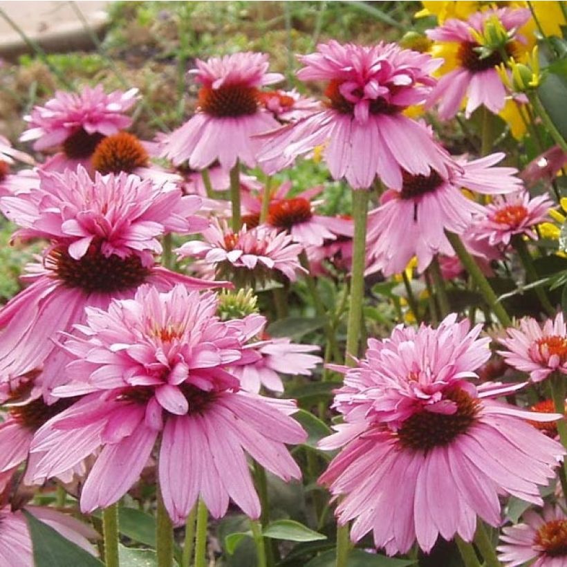 Echinacea purpurea Double Decker - Rode zonnehoed (Flowering)