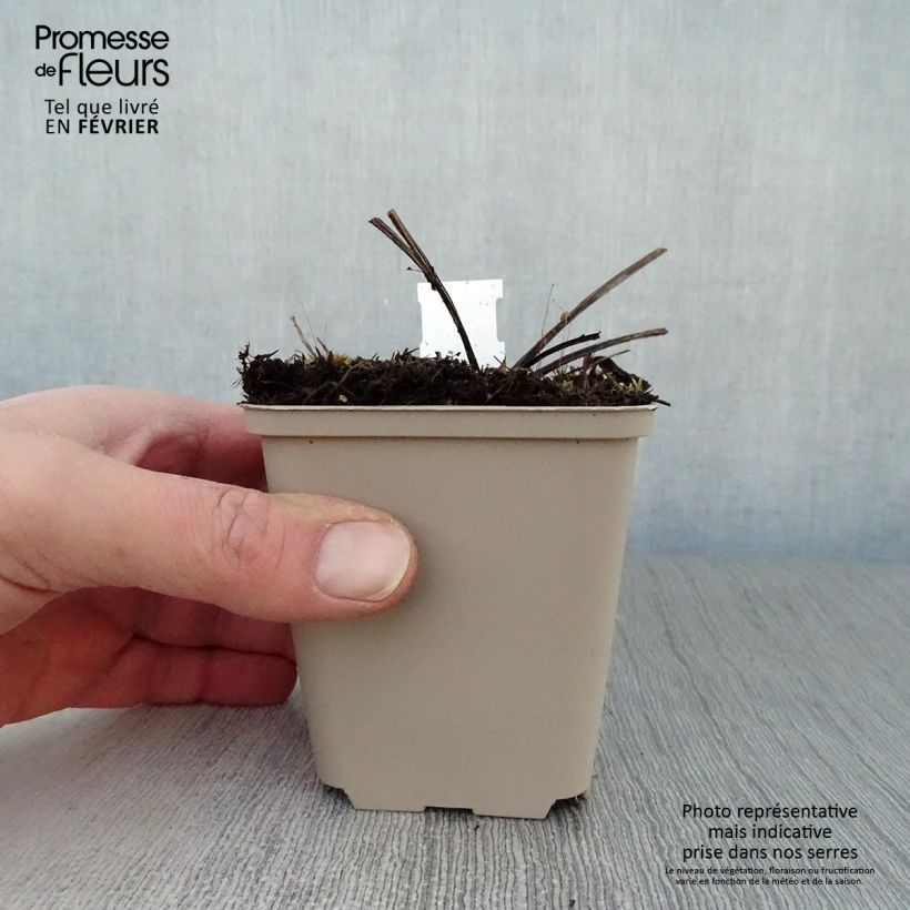 Example of Echinacea purpurea Double Decker Kweekpotje van 8/9 cm as you get in hiver