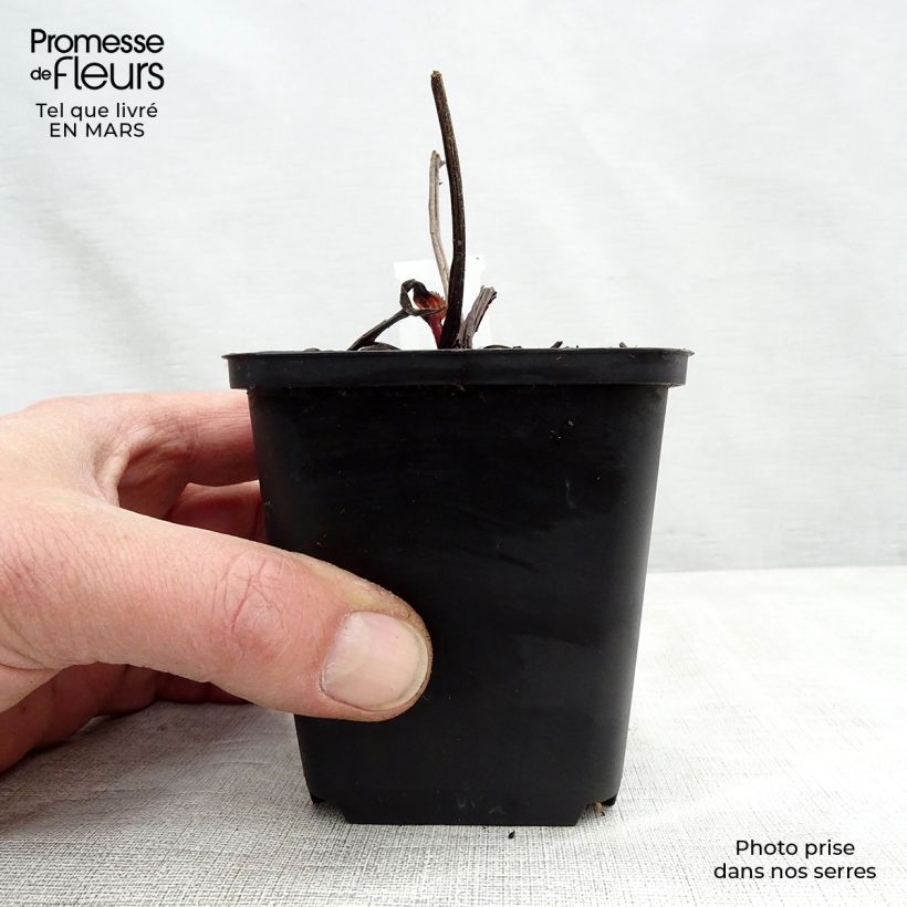 Exemplaar van Echinacea purpurea Double Decker - Rode zonnehoed Kweekpotje van 8/9 cm zoals geleverd in de lente