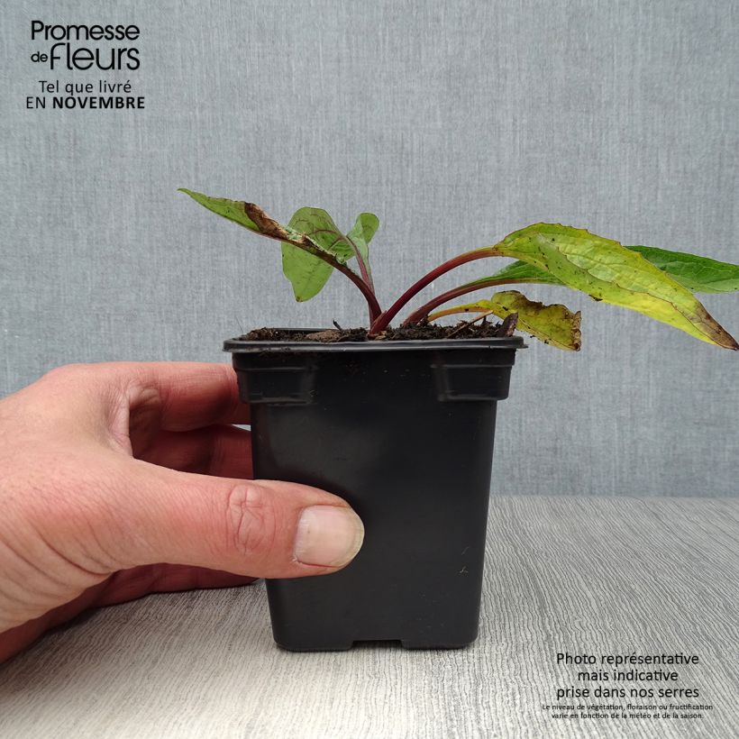 Exemplaar van Echinacea purpurea - Rode zonnehoed Kweekpotje van 7/8 cm zoals geleverd in de herfst