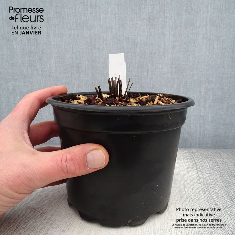 Example of Echinacea purpurea - Echinacée pourpre Pot van 2 l/3 l as you get in hiver