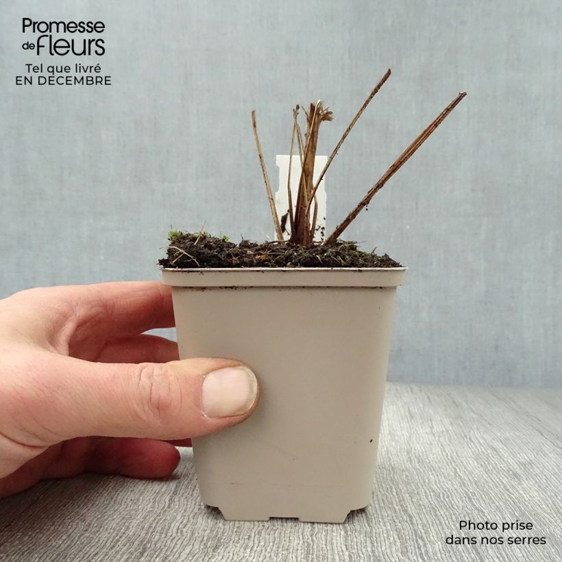 Example of Echinacea purpurea Funky Yellow - Rode zonnehoed Kweekpotje van 8/9 cm as you get in hiver