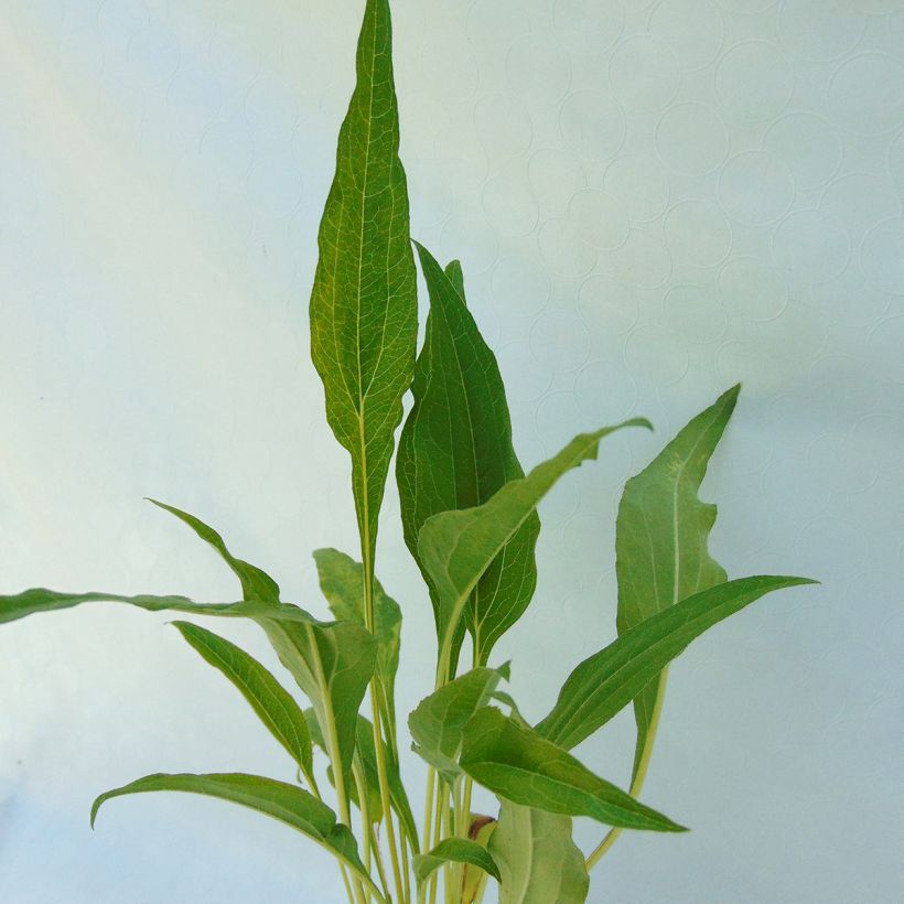 Echinacea purpurea Funky Yellow - Rode zonnehoed (Foliage)