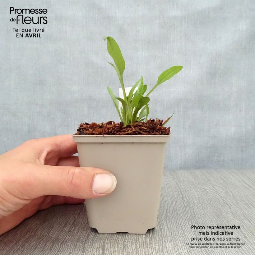 Exemplaar van Echinacea purpurea Irresistible - Rode zonnehoed Kweekpotje van 8/9 cm zoals geleverd in de lente