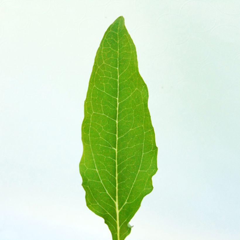 Echinacea purpurea Kim's Knee High - Rode zonnehoed (Blad)