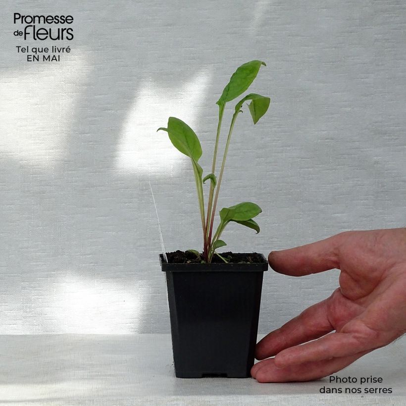 Exemplaar van Echinacea purpurea Kim's Knee High - Rode zonnehoed Kweekpotje van 8/9 cm zoals geleverd in de lente