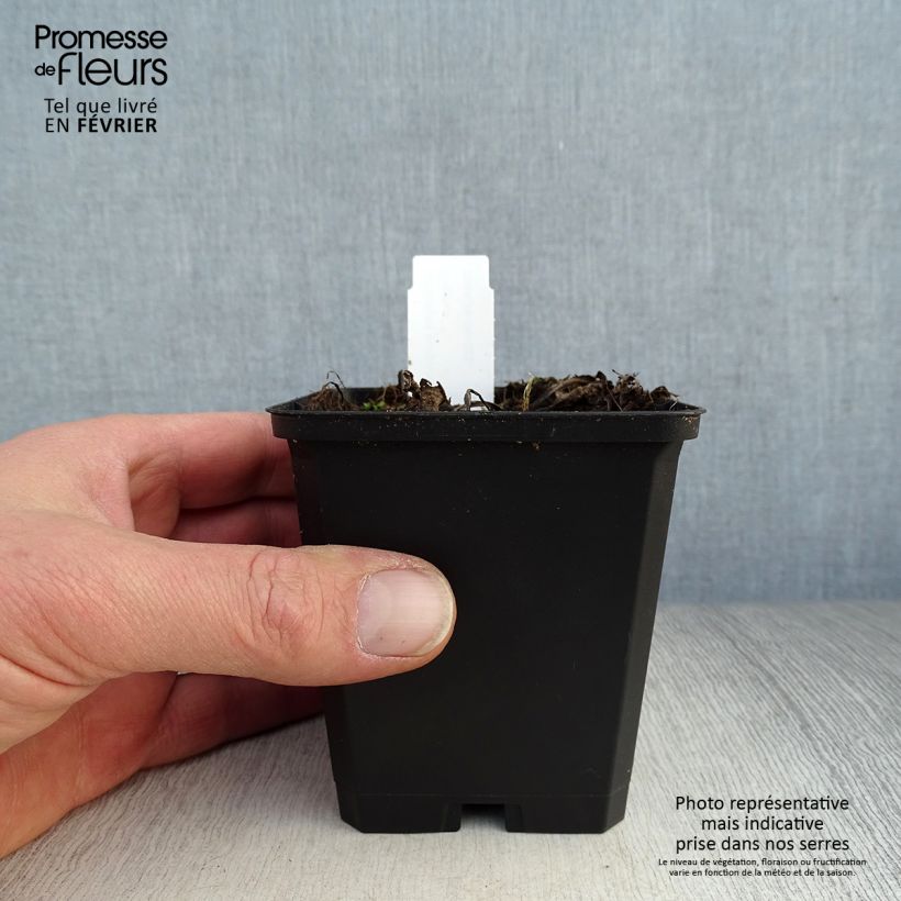 Example of Echinacea purpurea Little Magnus - Echinacée Kweekpotje van 8/9 cm as you get in hiver