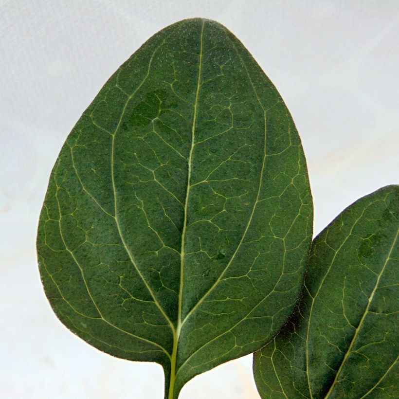 Echinacea purpurea Little Magnus - Rode zonnehoed (Foliage)