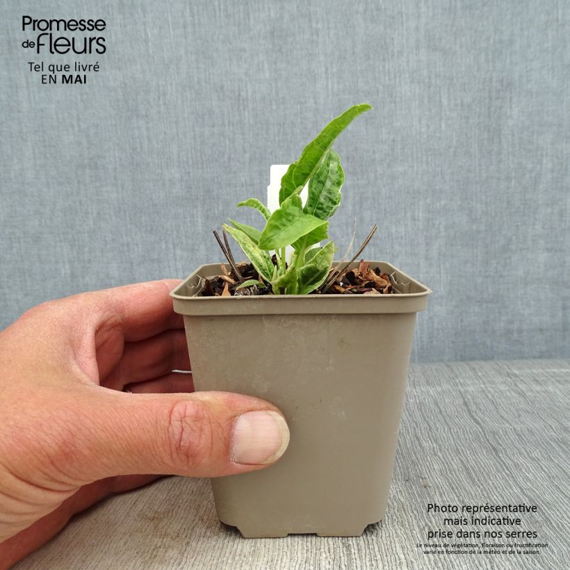 Exemplaar van Echinacea purpurea Mac 'n' Cheese - Rode zonnehoed Kweekpotje van 8/9 cm zoals geleverd in de lente