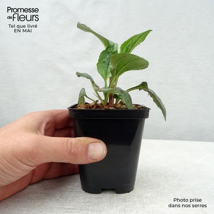 Exemplaar van Echinacea purpurea Magnus - Rode zonnehoed Kweekpotje van 8/9 cm zoals geleverd in de lente
