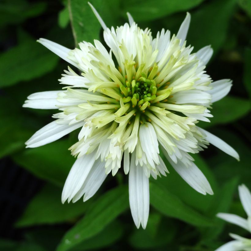 Echinacea purpurea Meringue - Rode zonnehoed (Bloei)