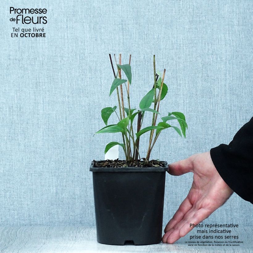 Exemplaar van Echinacea purpurea Pica Bella - Rode zonnehoed Pot van 2 l/3 l zoals geleverd in de herfst