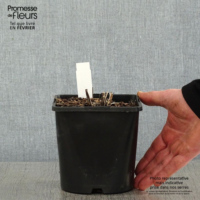 Example of Echinacea purpurea Pica Bella - Rode zonnehoed Pot van 2 l/3 l as you get in hiver
