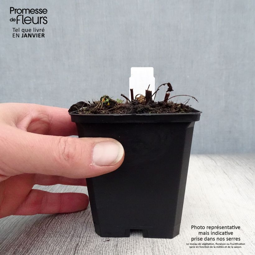 Example of Echinacea purpurea Pica Bella - Rode zonnehoed Kweekpotje van 8/9 cm as you get in hiver