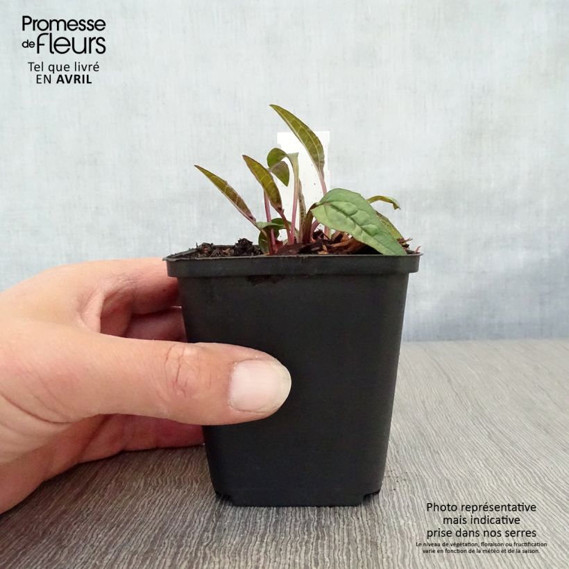 Exemplaar van Echinacea purpurea Pica Bella - Rode zonnehoed Kweekpotje van 8/9 cm zoals geleverd in de lente