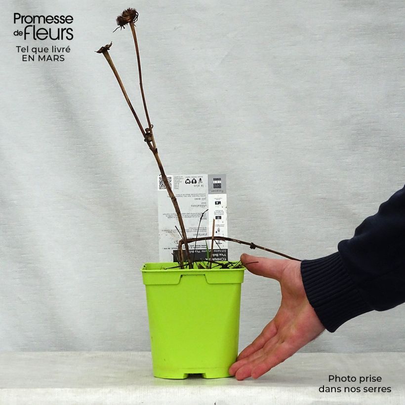 Exemplaar van Echinacea purpurea Pica Bella - Rode zonnehoed Pot van 2 l/3 l zoals geleverd in de lente