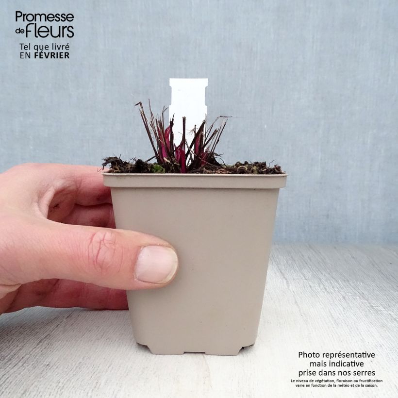 Example of Echinacea purpurea Pink Double Delight - Echinacée Kweekpotje van 8/9 cm as you get in hiver