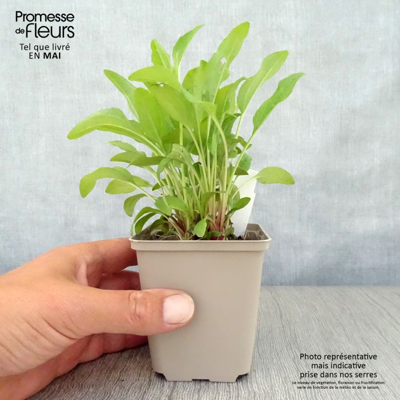 Exemplaar van Echinacea purpurea Pink Double Delight - Rode zonnehoed Kweekpotje van 8/9 cm zoals geleverd in de lente