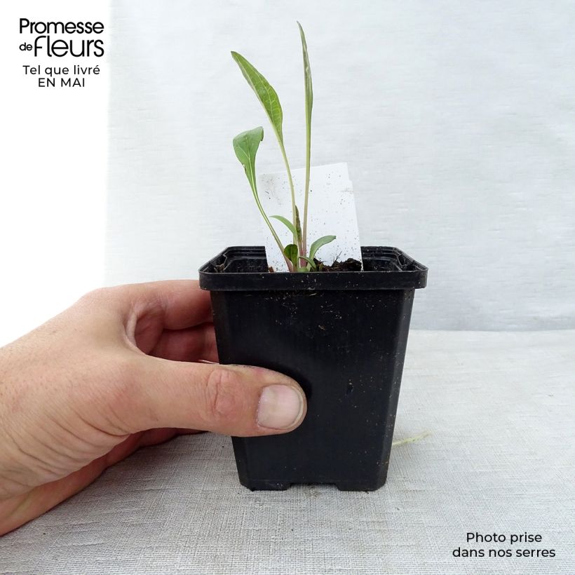 Exemplaar van Echinacea purpurea - Rode zonnehoed Kweekpotje van 7/8 cm zoals geleverd in de lente