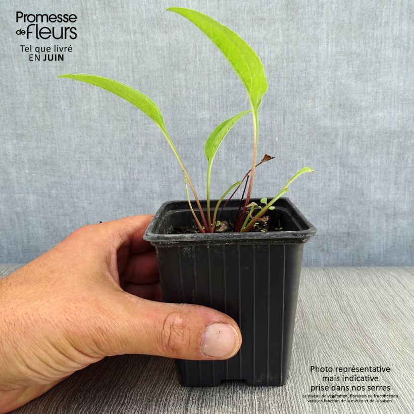 Exemplaar van Echinacea purpurea - Rode zonnehoed Kweekpotje van 7/8 cm zoals geleverd in de zomer