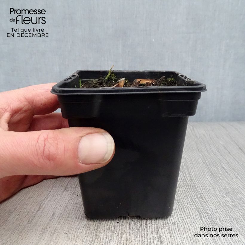 Example of Echinacea purpurea - Echinacée pourpre Kweekpotje van 7/8 cm as you get in hiver