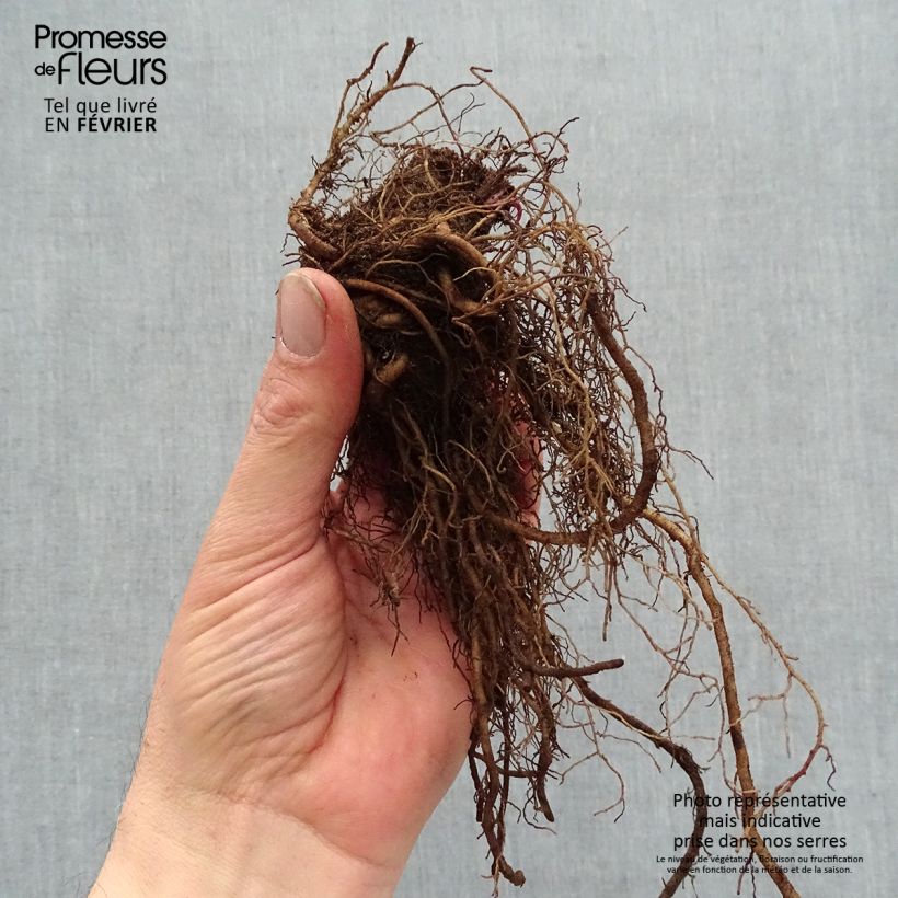 Example of Echinacea purpurea Strawberries and Cream  Naakte wortel as you get in hiver