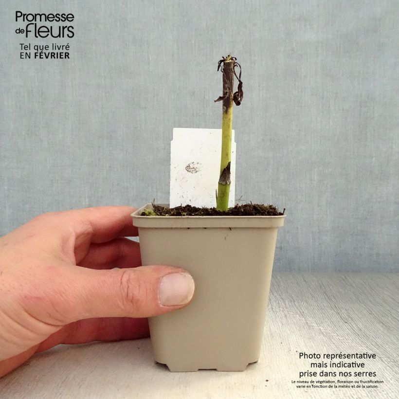 Example of Echinacea purpurea Summer Cocktail Kweekpotje van 8/9 cm as you get in hiver