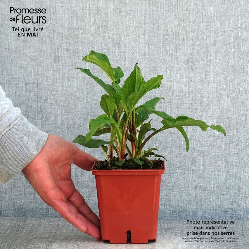 Exemplaar van Echinacea purpurea Summer Cocktail - Rode zonnehoed Pot van 1 l/1,5 l zoals geleverd in de lente