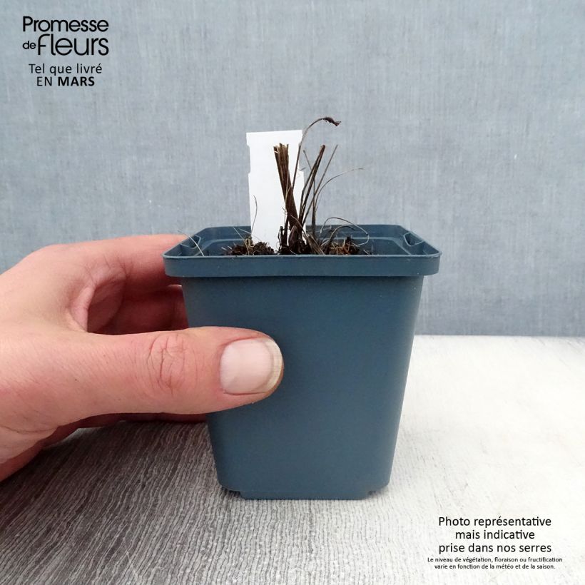 Exemplaar van Echinacea purpurea Sundown - Rode zonnehoed Kweekpotje van 8/9 cm zoals geleverd in de lente