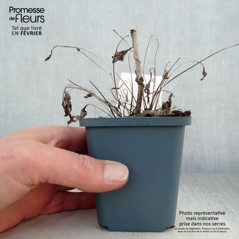 Example of Echinacea purpurea Sunrise - Rudbeckia pourpre Kweekpotje van 8/9 cm as you get in hiver