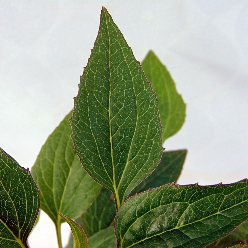 Echinacea purpurea The King - Rode zonnehoed (Blad)