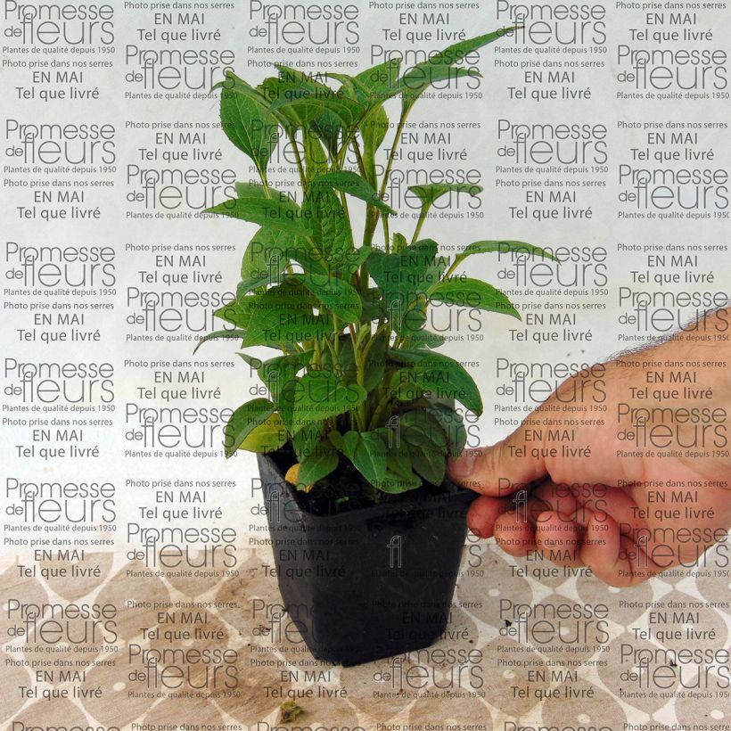 Voorbeeld van een exemplaar van Echinacea purpurea The King - Rode zonnehoed Kweekpotje van 8/9 cm zoals geleverd