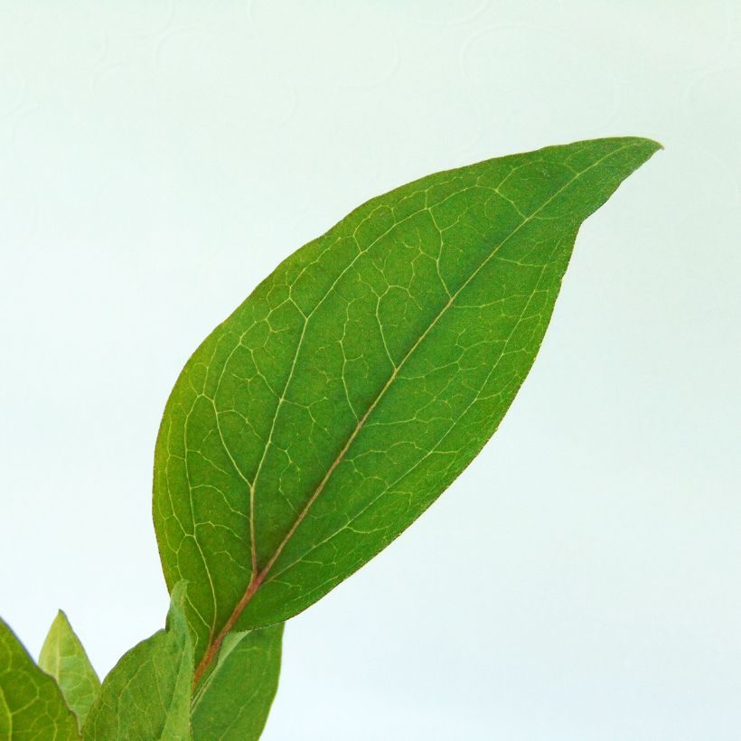 Echinacea purpurea Vintage Wine - Rode zonnehoed (Foliage)