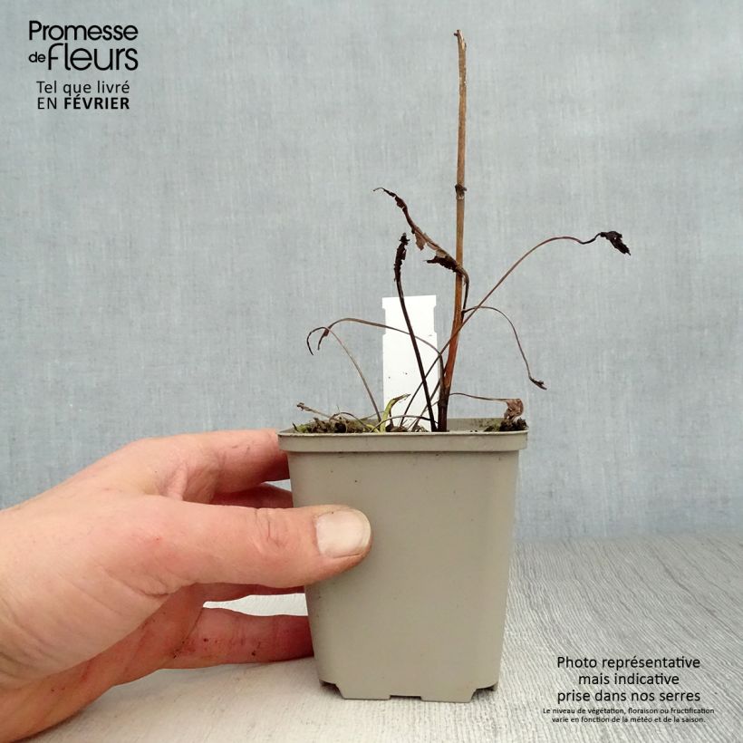 Example of Echinacea purpurea Virgin - Rode zonnehoed Kweekpotje van 8/9 cm as you get in hiver